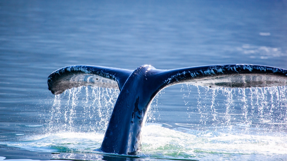 bigstock-Humpback-Whale-tail-107112257