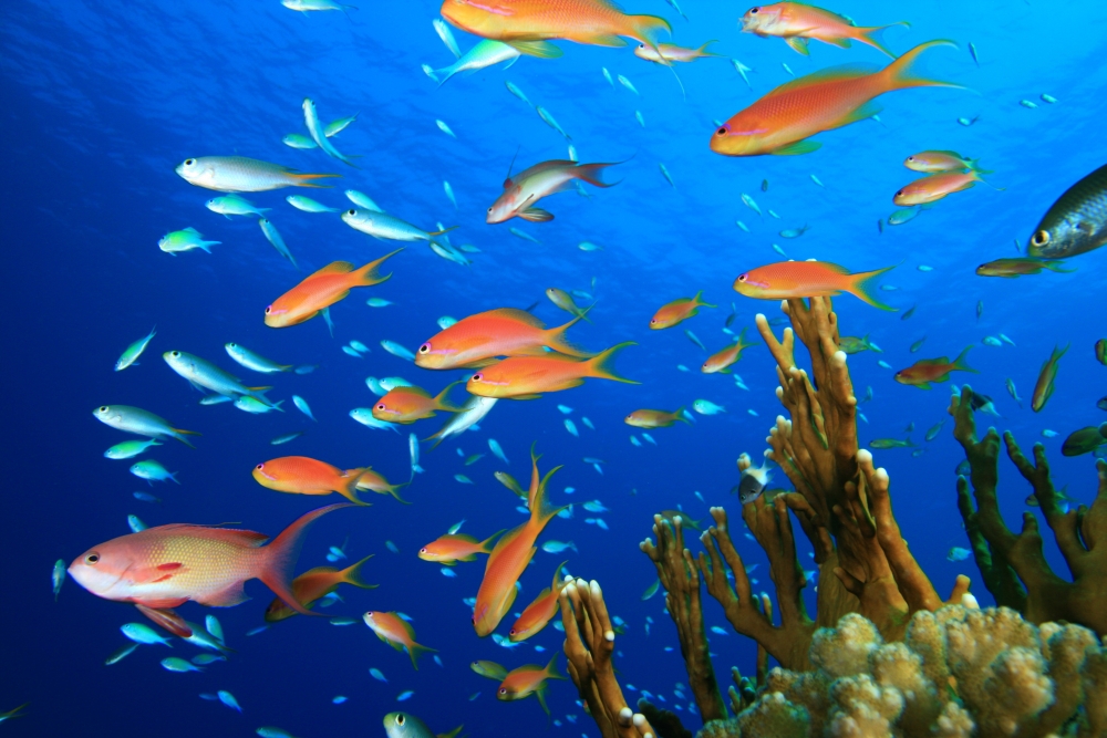Nejkrásnější korálové útesy světa
