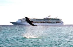 Adventure of the Seas - Royal Caribbean International - jeden skákající delfín